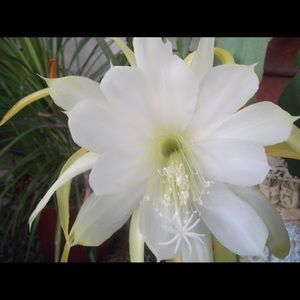 Meet your Posher, Dennis